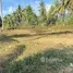 ขายที่ดิน ใน ป่าคลอก, ภูเก็ต, ป่าคลอก, ถลาง, ภูเก็ต