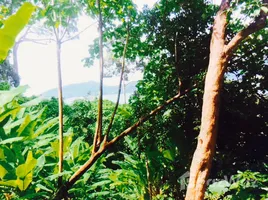 ขายที่ดิน ใน ป่าตอง, ภูเก็ต, ป่าตอง