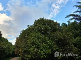  Grundstück zu verkaufen in Bang Kaeo, Ranong, Bang Kaeo, La-Un, Ranong