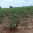  Land for sale in Bo Thong, Lop Buri, Bo Thong, Nong Muang