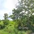  Land for sale in Lop Buri, Phon Thong, Ban Mi, Lop Buri