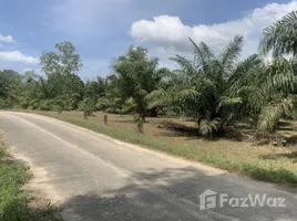  Grundstück zu verkaufen in Takua Pa, Phangnga, Bang Muang, Takua Pa