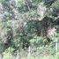  Land for sale in Chalong, Phuket Town, Chalong