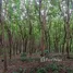  Land for sale in Bang Muang, Phangnga, Bang Muang, Takua Pa, Phangnga