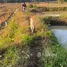  Terreno (Parcela) en venta en Lampang, Tha Pha, Ko Kha, Lampang