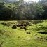  Land for sale in Costa Rica, Vasquez De Coronado, San Jose, Costa Rica