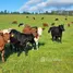  Land for sale in Chile, Los Lagos, Valdivia, Los Rios, Chile