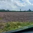 Land for sale in Suk Duean Ha, Chai Nat, Suk Duean Ha, Noen Kham, Chai Nat, Thailand