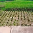  Land for sale in Nikhom Phatthana, Rayong, Nikhom Phatthana, Nikhom Phatthana, Rayong, Thailand