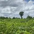  토지을(를) 캄보디아에서 판매합니다., Kampong Khleang, Soutr Nikom, Siem Reap, 캄보디아