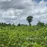  Terrain for sale in Cambodge, Kampong Khleang, Soutr Nikom, Siem Reap, Cambodge