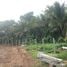  Land for sale in Wang Thong, Phitsanulok, Wang Thong, Wang Thong