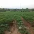  Land for sale in Chiang Rai, San Makhet, Phan, Chiang Rai
