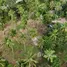  Land for sale in Koh Samui Surat Thani, Maenam, Koh Samui