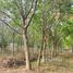  Land for sale in Nong Bua Lam Phu, Na Mafueang, Mueang Nong Bua Lam Phu, Nong Bua Lam Phu