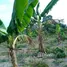  Grundstück zu verkaufen in Silves, Amazonas, Silves, Amazonas, Brasilien