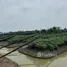  Земельный участок for sale in Bang Yang, Samut Sakhon, Bang Yang, Krathum Baen, Samut Sakhon, Таиланд