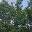  Terreno (Parcela) en venta en Tubigon, Central Visayas, Tubigon