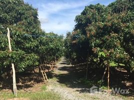  Land for sale in Saraphi, Chiang Mai, Chomphu, Saraphi