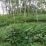  Land for sale in Choeng Thale, Thalang, Choeng Thale