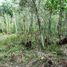  Terreno (Parcela) en venta en Fernando De Noronha, Rio Grande do Norte, Fernando De Noronha, Fernando De Noronha