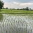 ขายที่ดิน ใน เชียงใหม่, สันโป่ง, แม่ริม, เชียงใหม่