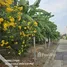  Land for sale in Lak Si Bangkok, Thung Song Hong, Lak Si