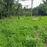 ขายที่ดิน ใน ช้างเผือก, เชียงใหม่, ช้างเผือก, เมืองเชียงใหม่, เชียงใหม่, ไทย