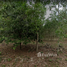  Land for sale in Rayong, Chak Phong, Klaeng, Rayong
