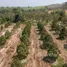  Land for sale in Krasae Bon, Rayong, Krasae Bon, Klaeng