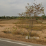  Land for sale in Yang Talat, Kalasin, Yang Talat, Yang Talat