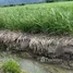 在Catamayo, Loja出售的 土地, Catamayo La Toma, Catamayo