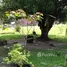  Terreno (Parcela) en venta en Rio Preto Da Eva, Amazonas, Rio Preto Da Eva