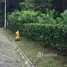  Grundstück zu verkaufen im Alajuela, San Ramon, Alajuela