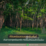  Land for sale in Kanchanaburi, Tha Khanun, Thong Pha Phum, Kanchanaburi