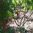  Terrain for sale in Équateur, Isidro Ayora, Isidro Ayora, Guayas, Équateur