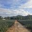  Земельный участок for sale in Nong Ta Taem, Хуа Хин, Nong Ta Taem, Pran Buri