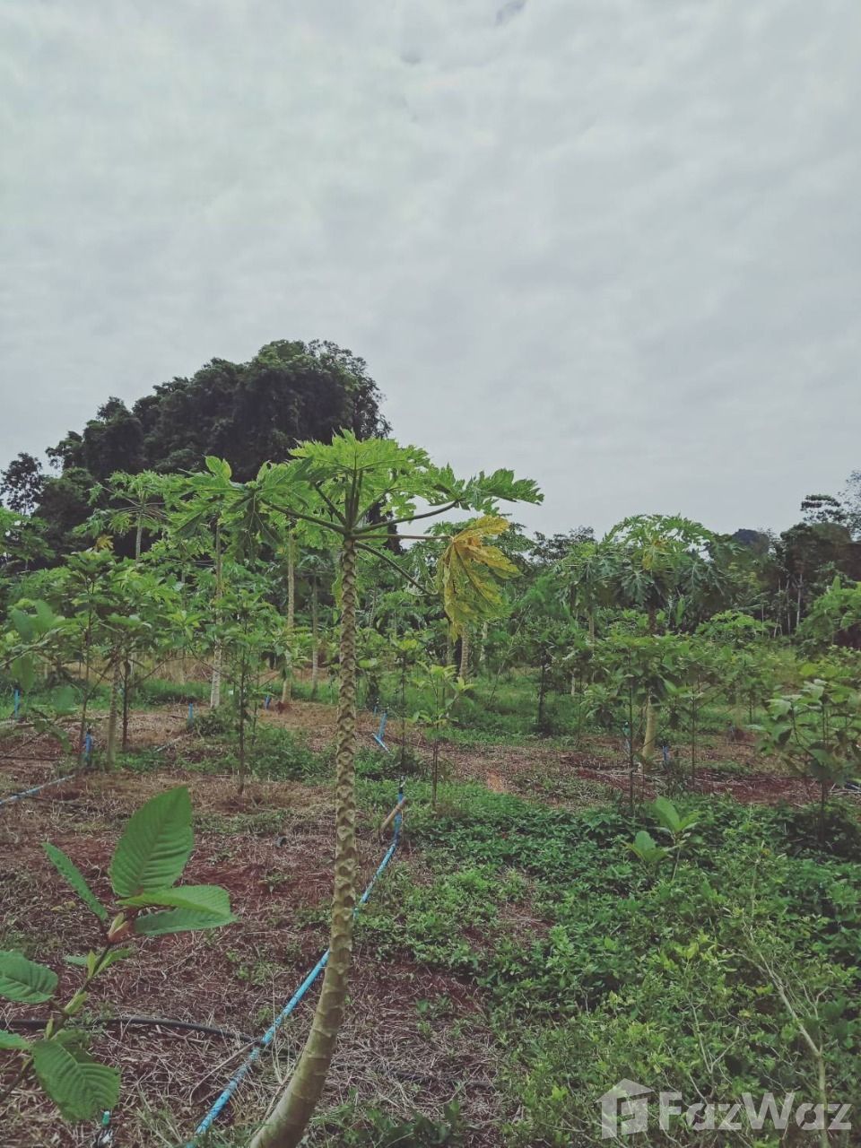 Land for Sale in Ao Nang, Krabi for ฿2,500,000 U1660208