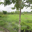  Land for sale in Nong Chom, San Sai, Nong Chom