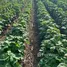  Terrain for sale in Mato Grosso, Brasnorte, Mato Grosso