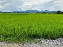  Land for sale in Nan, Thuem Tong, Mueang Nan, Nan