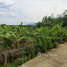  Land for sale in Thalang, Phuket, Si Sunthon, Thalang