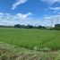  Land for sale in Nan, Nam Pua, Wiang Sa, Nan