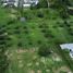  Land for sale in Choeng Thale, Thalang, Choeng Thale