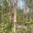  Land for sale in Pa Phai, Chiang Mai, Pa Phai, San Sai, Chiang Mai