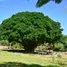 11 Schlafzimmer Villa zu verkaufen in La Isabela, Puerto Plata, La Isabela