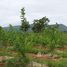  Land for sale in Chaiyaphum, Nong Tum, Phu Khiao, Chaiyaphum