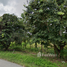  Land for sale in Mae Puem, Mueang Phayao, Mae Puem