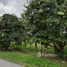  Land for sale in Thailand, Mae Puem, Mueang Phayao, Phayao, Thailand