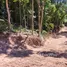  Grundstück zu verkaufen in Koh Phangan, Surat Thani, Koh Tao